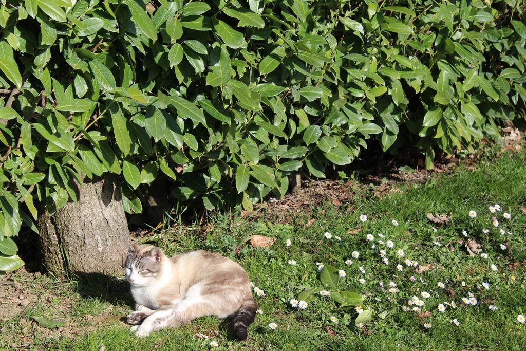Fattoria Di Rigone Villa Coltavolino Eksteriør bilde